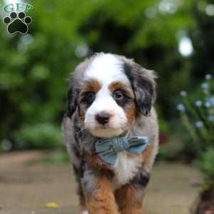 Zeke, Mini Bernedoodle Puppy